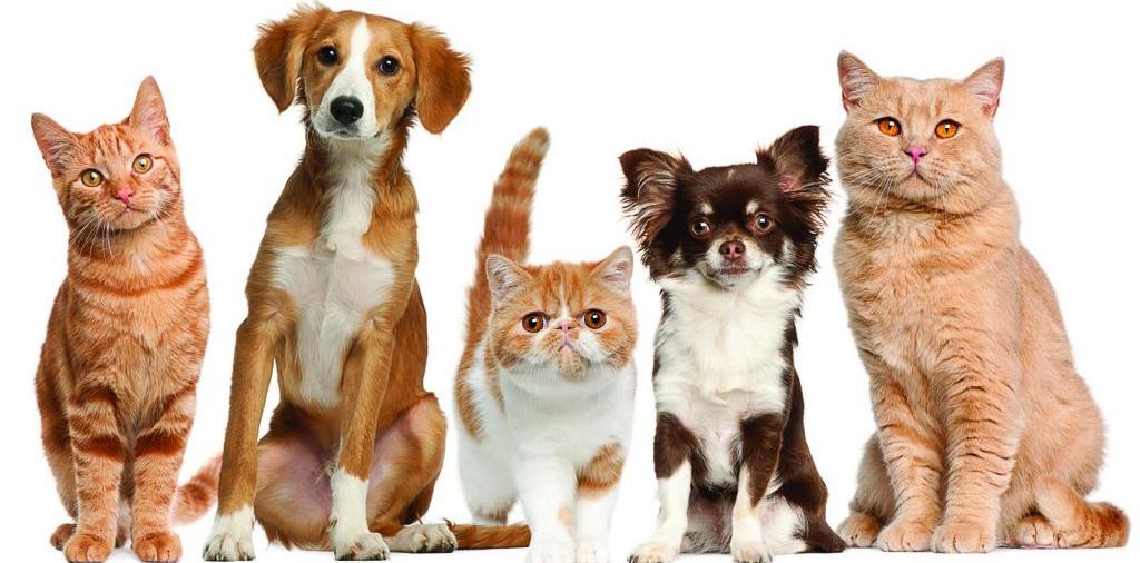 Доска объявлений о животных | ЗооТом - продажа, вязка и услуги для животных в Тосно