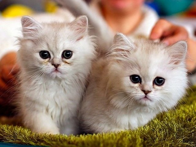 Породы кошек в Тосно | ЗооТом портал о животных