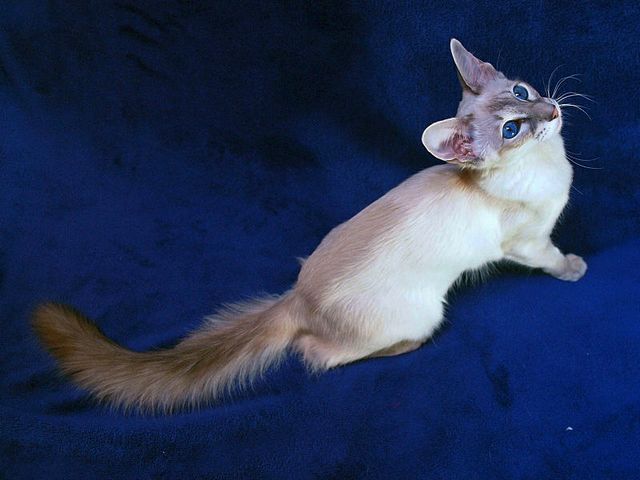 Выведенные породы кошек в Тосно | ЗооТом портал о животных