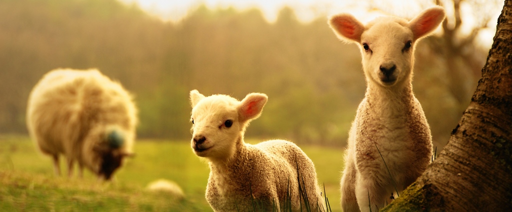 Объявления о сельскохозяйственных животных | ЗооТом - продажа, вязка и услуги для животных в Тосно