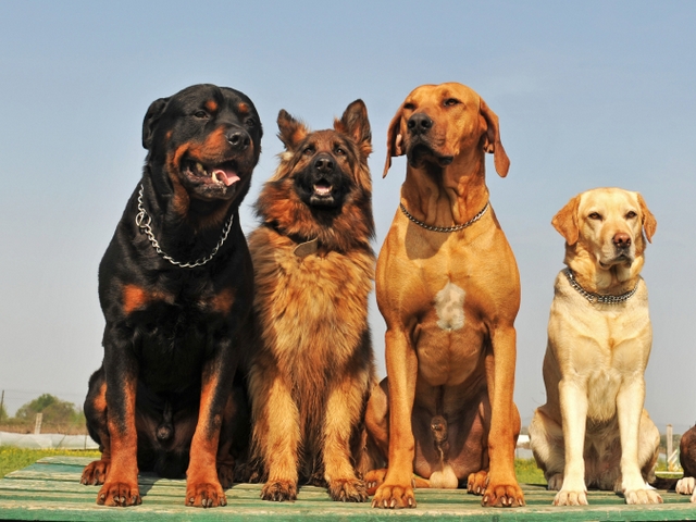 Крупные породы собак в Тосно | ЗооТом портал о животных